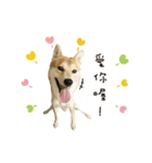 Shiba Nigogo（個別スタンプ：5）