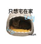 lovely cat Dodo's daily（個別スタンプ：4）