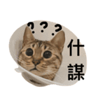 lovely cat Dodo's daily（個別スタンプ：8）