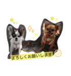 愛犬 いちろー＆こじろー（個別スタンプ：8）