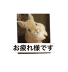 monaka rabbit picuture 6（個別スタンプ：1）