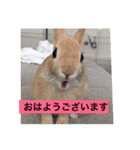 monaka rabbit picuture 6（個別スタンプ：6）