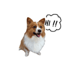 Noina the corgi v.1（個別スタンプ：2）