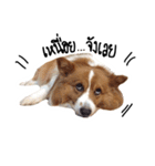 Noina the corgi v.1（個別スタンプ：3）