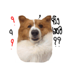 Noina the corgi v.1（個別スタンプ：5）