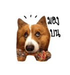 Noina the corgi v.1（個別スタンプ：6）