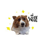 Noina the corgi v.1（個別スタンプ：8）