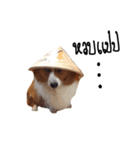 Noina the corgi v.1（個別スタンプ：9）