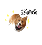 Noina the corgi v.1（個別スタンプ：10）