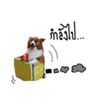 Noina the corgi v.1（個別スタンプ：13）