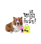 Noina the corgi v.1（個別スタンプ：16）