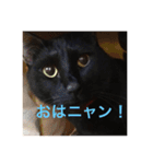 黒猫ちゃぷ の日常ニャン！（個別スタンプ：1）