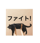 黒猫ちゃぷ の日常ニャン！（個別スタンプ：2）