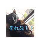 黒猫ちゃぷ の日常ニャン！（個別スタンプ：6）