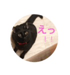 黒猫ちゃぷ の日常ニャン！（個別スタンプ：7）