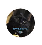 黒猫ちゃぷ の日常ニャン！（個別スタンプ：11）