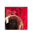 黒猫ちゃぷ の日常ニャン！（個別スタンプ：15）