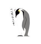 ペンギン スタンプ（個別スタンプ：15）