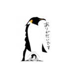 ペンギン スタンプ（個別スタンプ：20）