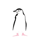 ペンギン スタンプ（個別スタンプ：21）