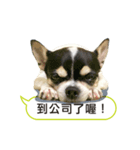 Chihuahua - jhu siao pi（個別スタンプ：1）