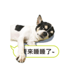 Chihuahua - jhu siao pi（個別スタンプ：3）