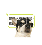 Chihuahua - jhu siao pi（個別スタンプ：4）