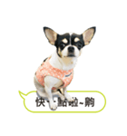 Chihuahua - jhu siao pi（個別スタンプ：5）