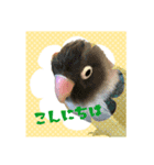 うちのインコのスタンプ【お試し版】（個別スタンプ：1）