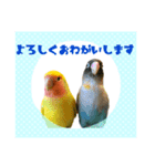 うちのインコのスタンプ【お試し版】（個別スタンプ：2）