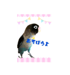 うちのインコのスタンプ【お試し版】（個別スタンプ：3）