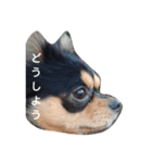 犬？（個別スタンプ：4）