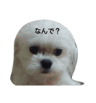 犬？（個別スタンプ：7）