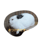 うさぎのいちちゃん（個別スタンプ：5）