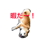 柴犬集合！（個別スタンプ：1）