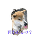 柴犬集合！（個別スタンプ：2）