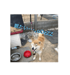 柴犬集合！（個別スタンプ：5）