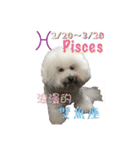 bichon constellation（個別スタンプ：1）