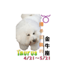 bichon constellation（個別スタンプ：4）