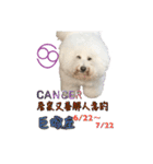 bichon constellation（個別スタンプ：6）