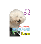 bichon constellation（個別スタンプ：7）