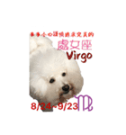 bichon constellation（個別スタンプ：8）