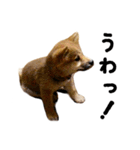 柴犬 空ちゃん（幼少編）（個別スタンプ：13）