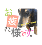 DOG Dachshund Sticker（個別スタンプ：1）