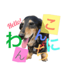 DOG Dachshund Sticker（個別スタンプ：2）