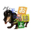 DOG Dachshund Sticker（個別スタンプ：3）