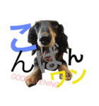 DOG Dachshund Sticker（個別スタンプ：5）