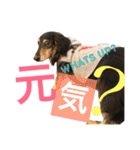 DOG Dachshund Sticker（個別スタンプ：6）