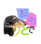 DOG Dachshund Sticker（個別スタンプ：8）