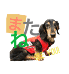 DOG Dachshund Sticker（個別スタンプ：9）